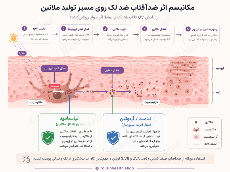 مکانیسم اثر ضدآفتاب ضد لک روی مسیر تولید ملانین