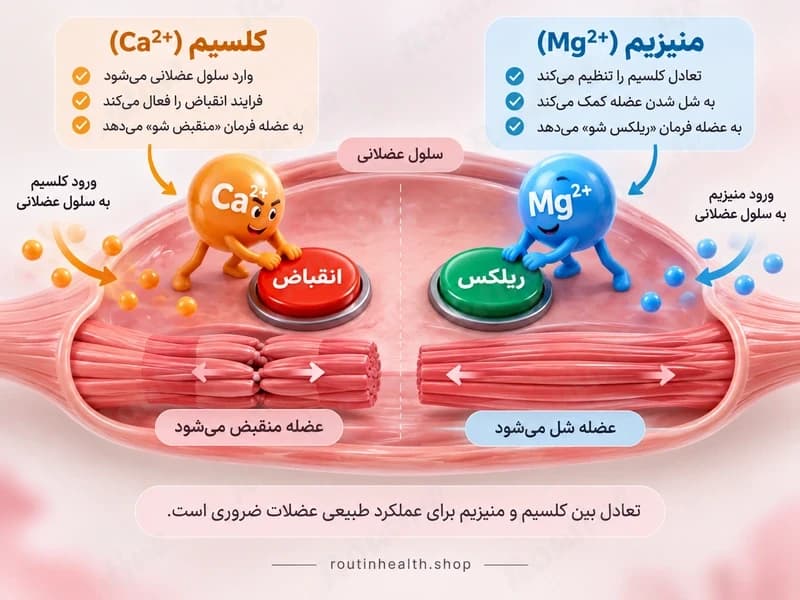 نقش کلسیم و منیزیم در انقباض و ریلکس کردن عضله
